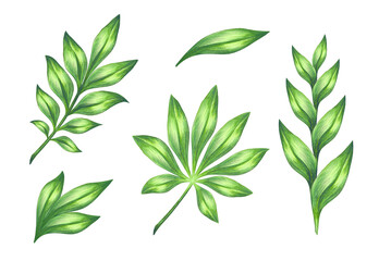 Set of tropical green leaves, watercolor botanical illustration, design elements, clip art isolated on white background © wacomka