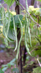 beans on a tree