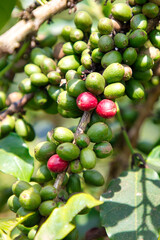 The first coffee fruits ripen on the plant.