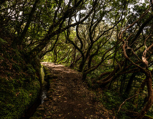 Madeira - Queimadas – Levada do Caldeirao Verde