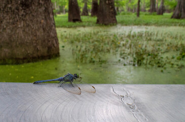 Dragonfly in Louisiana bayou
