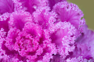 Pink decorative fall kale cabbage, macro shot