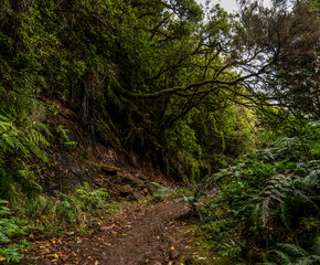 Obraz premium Madeira - Queimadas – Levada do Caldeirao Verde