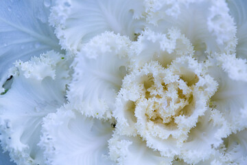 White decorative fall kale cabbage, macro shot