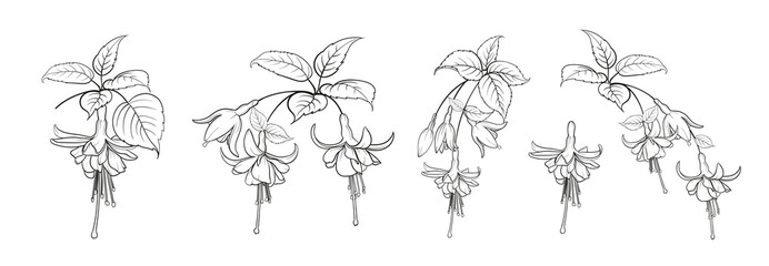 Set of different branches of fuchsia flowers on white background. - obrazy, fototapety, plakaty