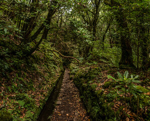 Madeira - Queimadas – Levada do Caldeirao Verde