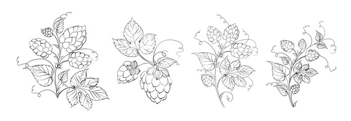 Set of different branches of hops on white background.