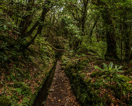 Madeira - Queimadas &ndash; Levada do Caldeirao Verde