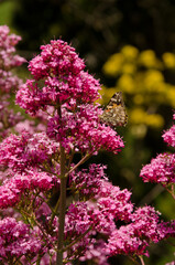 Butterfly painted lady Vanessa cardui feeding on flowers of red valerian Centranthus ruber. San Mateo. Gran Canaria. Canary Islands. Spain.