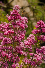 Fototapeta premium Butterfly painted lady Vanessa cardui feeding on flowers of red valerian Centranthus ruber. San Mateo. Gran Canaria. Canary Islands. Spain.