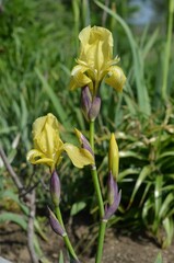 Blooming iris, scientific name Iris purpureobracteata