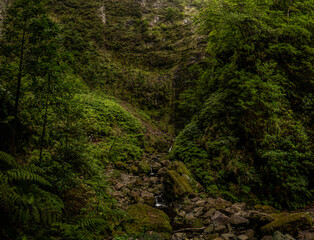 Fototapeta na wymiar Madeira - Queimadas – Levada do Caldeirao Verde