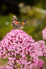 Butterfly painted lady Vanessa cardui feeding on flowers of red valerian Centranthus ruber. San Mateo. Gran Canaria. Canary Islands. Spain.