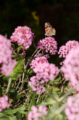 Butterfly painted lady Vanessa cardui feeding on flowers of red valerian Centranthus ruber. San Mateo. Gran Canaria. Canary Islands. Spain.