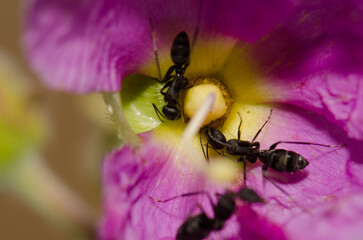 Ants Camponotus feae on a flower of Cistus horrens. Integral Natural Reserve of Inagua. Gran Canaria. Canary Islands. Spain.