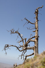 Dead Canary Island pine Pinus canariensis. Integral Natural Reserve of Inagua. Gran Canaria. Canary Islands. Spain.