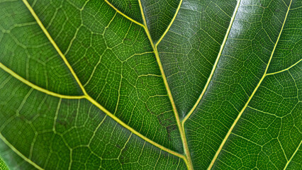Bright green leaf Ficus Lyrata structure.Natural background.Selective focus. Close-up.Green background.