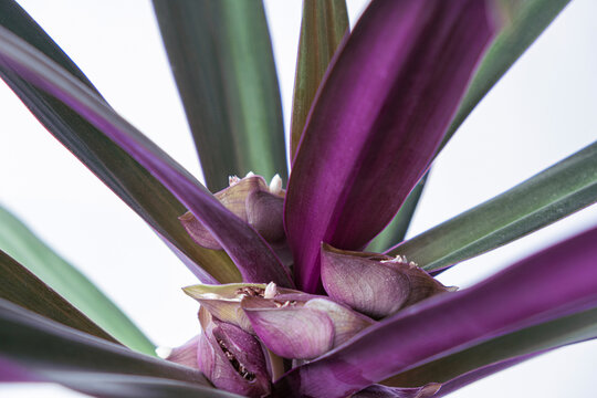 Purple green tradescantia spathacea houseplant, rhoeo with small white flowers in the boat of Moses on white background. Close up. Selective focus