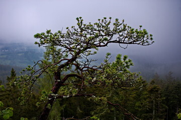 tree in the fog, Kasperk, Kasperske Hory	