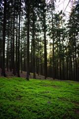 footpath in the forest, Jindřichova (Vísecká) skála, Brdy