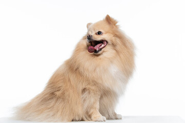 spitz alemão caramelo em fundo branco
