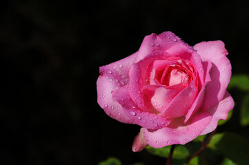 Garten Rose lachsrosa mit Regentropfen,
Duftrose, Edelrose
