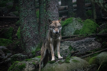 wolf in the forest Srni, Sumava