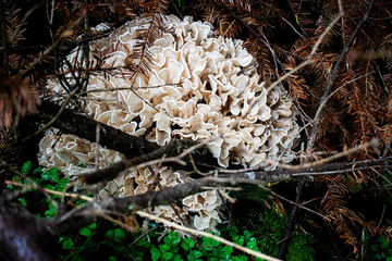 mushroom in the forest, Srni