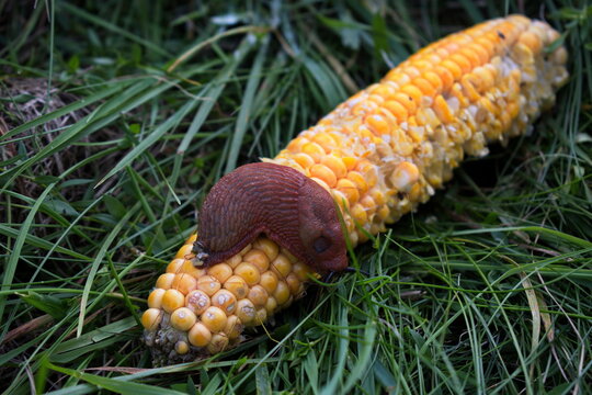 slug  on the corn, Gloriet Klobouk, Kout na &Scaron;umavě