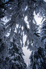 snow covered trees stary Herstejn