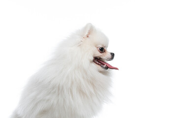 spitz branco em estudio fotográfico em fundo branco