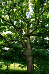 Obraz premium trees in the forest, Stará Knížecí Huť 