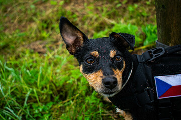 portrait of a dog, Königsmühle, Klinovec