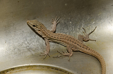 Gran Canaria giant lizard Gallotia stehlini. Juvenile trapped in a kitchen sink. Cruz de Pajonales. Tejeda. Gran Canaria. Canary Islands. Spain.