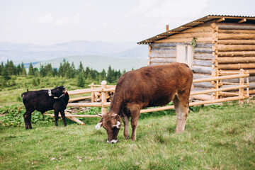 Cows eating grass against the background of the mountain valley. Cows grazing on pasture. Beefmaster cattle standing in a green field, farming concept