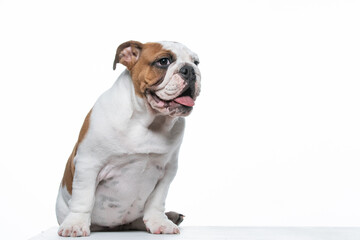 Buldogue Ingles bebê em fundo branco