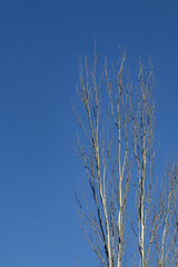 Galhos secos de arvores sem folhas