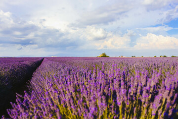 Plakat Lavender field landscape on a sunny day