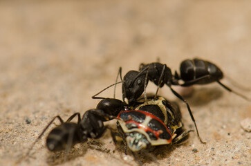Ants Camponotus feae cutting up a shield bug Euryderma ornata. Integral Natural Reserve of Inagua. Tejeda. Gran Canaria. Canary Islands. Spain.