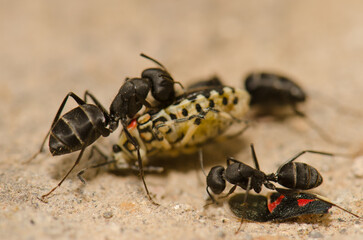 Ants Camponotus feae cutting up a shield bug Euryderma ornata. Integral Natural Reserve of Inagua. Tejeda. Gran Canaria. Canary Islands. Spain.