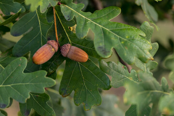 The fruits of acorns. Closeup of acorns fruit in an oak tree on a blurry green background.Fall is...