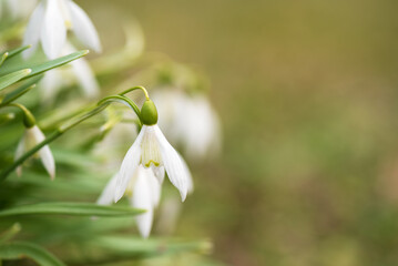 Snowdrop, Galanthus nivalis, blooming in springtime