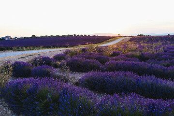 Naklejka na ściany i meble Beautiful lavender field landscape on a sunset