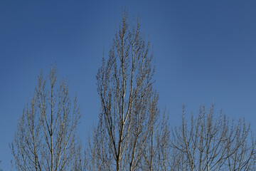 Galhos secos de arvores sem folhas