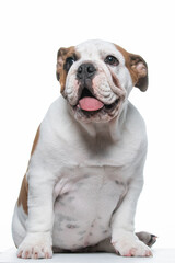 Buldogue Ingles beb&ecirc; em fundo branco