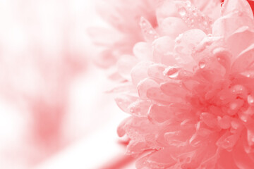Flower close-up toned Calming Coral, creative toned background,  image with soft focus. Copy space for text.