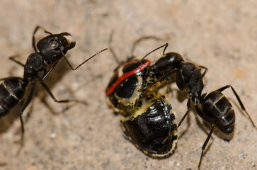 Ants Camponotus feae cutting up a shield bug Euryderma ornata. Integral Natural Reserve of Inagua. Tejeda. Gran Canaria. Canary Islands. Spain.