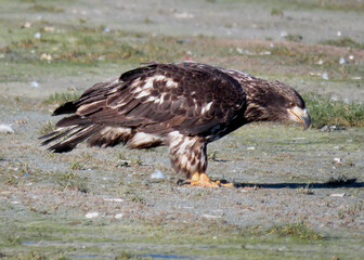 Bald Eagle Female interested in something on the ground