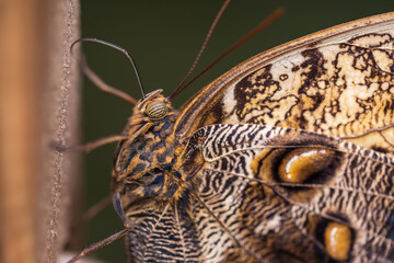 Big colorful butterfly sitting on a green plant