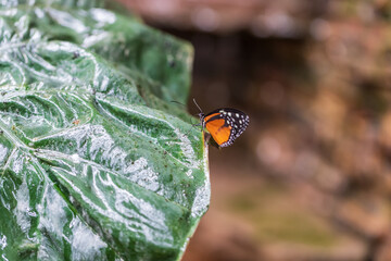 Big colorful butterfly sitting on a green plant